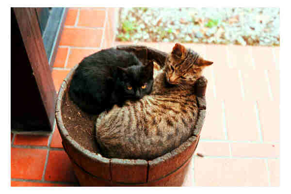ok, so it was a famous restaurant and all i took a picture of was the cats